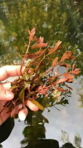 Cây thuỷ sinh Hoàng Hồng Thảo [lá nước/lá cạn] trang trí bể cá dễ trồng không cần CO2