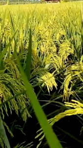 BENIH PADI AGT 303 ORIGINAL kemasan 1kg