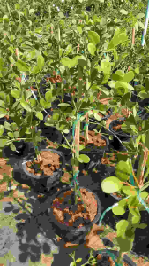 กิ่งตอน 40-50ซม แก้วเจ้าจอม - ขนาดต้น และคุณภาพผิวที่คุณควรรู้