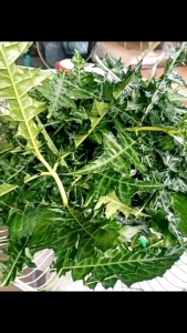 ต้นเหงือกปลาหมอพร้อมปลูกส่งแบบห่อตู้ ถุงดำ ถ่ายจากสินค้าจริง