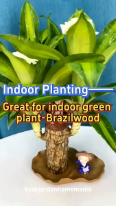 Kayu Brazil 100% Asli: Bahan Alami untuk Eksklusif