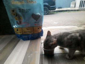 Royal Puss Makanan kering makanan Kucing salmon 800gr 100% No Pork
