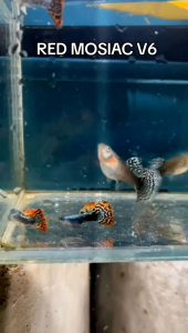 GUPPY RED MOSIAC V6 PAIR 🇻🇳🇻🇳🇻🇳🇻🇳🇻🇳 (GRADE)