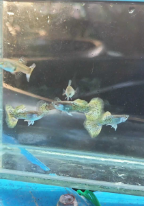 Yellow Dragon Halfmoon Guppy Pair Ready Breed