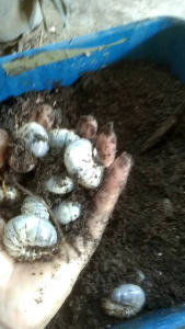 หนอนป่าโปรโมชั่นพิเศษซื้อ 1 แถม 1ตัว แถมดินแมทเพาะอีกชุดก่อนสิ้นปีใหม่นี้