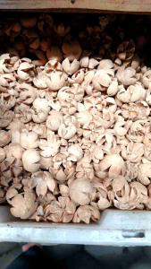 Biji Puspa Ecer - bunga Puspa - biji ceplikan - buah waru