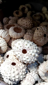 Cangkang Kerang Satuan Bulu Babi - Cangkang Landak Laut Ecer - Bahan Kerajinan Ecer