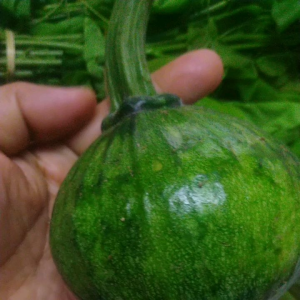 ฟักทองอ่อน1kilo