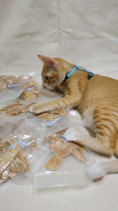 Malaysia Homemade Chicken Jerky Pet Snack Pet Treats Dog Cat Treats