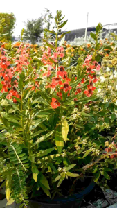 ฟอร์เก็ตมีน็อตสีแดง กระถาง 11 นิ้ว ต้นสวยและแข็งแรง (กทม)