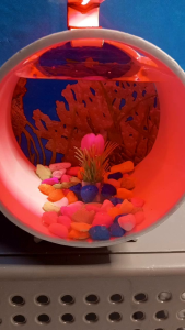 Aquarium Ikan Cupang Bulat Fullset Dengan Lampu Dan Hiasan