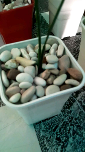 Dekorasi Bunga & Buah Hias Artificial Mini Meja Ruangan Tinggi