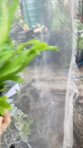 ต้นผักชีฝรั่ง ผักชีใบเลื่อย ซื้อ3 แถม 1กระถาง #หอมป้อมเป้อ #ผักชีดอย Culantro#Saw-leaf Herb #Thorny Coriander 4 inch pot