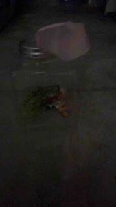 Bottle fish tank 发光罐罐鱼