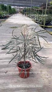 TKL - Schefflera Elegantissima (False Aralia) 孔雀木