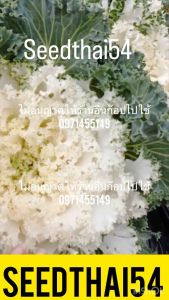 เมล็ดคะน้าปูเล่ประดับ 80เมล็ด / สีขาว /สายพันธุ์