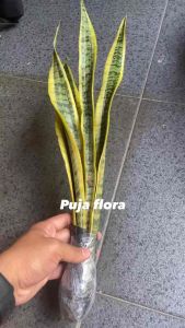 Tanaman Hias Sansevieria Trifasciata Lidah Mertua Pedang