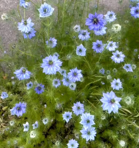 (KEMASAN PREMIUM) BIJI | BENIH BUNGA NIGELLA SAVITA BLUE