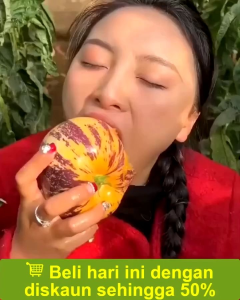 Selamat Datang Ditoko Kami Bibit Buah Pepino Ungu Buah ini Dari Amerika Buah Pepino Adalah Buah Asli Andes Amerika Selatan karena rasa dan teksturnya yang mirip dengan melon dan mentimun. Buah ini memiliki berbagai manfaat kesehatan