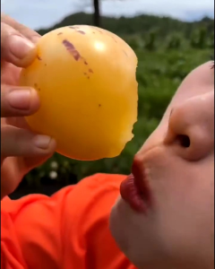 Selamat Datang Ditoko Kami Bibit Tanaman Sawo Australia/Sawo Abiu Siap Ditanam Bisa Langsung Di Taman Di Tanah.Jika di tanam di dalam pot media tanam bisa menggunakan tanah/pupuk komposcocopitdan sekam arang