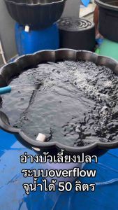 อ่างบัวเลี้ยงปลา สีดำท่อสีฟ้า ขนาด 21 นิ้ว ระบบoverflow จุน้ำได้ 50 ลิตร อ่างเลี้ยงปลา อ่างปลา อ่างเลี้ยงปลาหางนกยูง