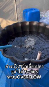 อ่างบัวเลี้ยงปลา สีดำท่อล้นสีขาว ขนาด 21 นิ้ว ระบบoverflow จุน้ำได้ 50 ลิตร อ่างเลี้ยงปลา อ่างปลา อ่างเลี้ยงปลาหางนกยูง