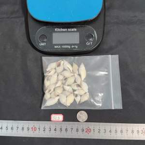 เปลือกหอยสังข์สีเขียว 50g QING DU ZHI WEN สำหรับตกแต่งสวน 2-3cm