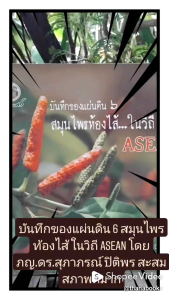 บันทึกของแผ่นดิน 6 สมุนไพรท้องไส้ ในวิถี ASEAN โดย ภญ.ดร.สุภาภรณ์ ปิติพร สะสม สภาพดีมาก