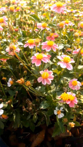 ไบเดนส์แคระ Pink Tickseed กระถาง 8 นิ้ว ต้นสวยและแข็งแรง (กทม)