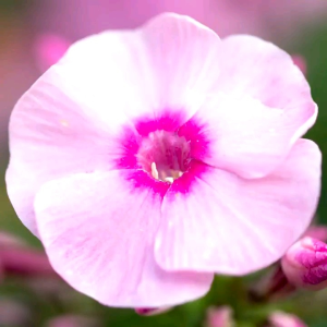 (KEMASAN PREMIUM) BIJI | BENIH BUNGA PHLOX ( isi -+150 butir)