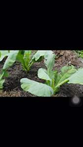 100% Egg Shell Powder Fertilizer/Baja Serbuk Kulit Telur/鸡蛋壳粉肥料(250Gram)