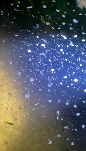 Seamonkey Breeding Food