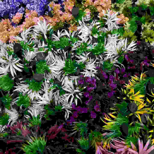 Tanaman hias aquarium kembang rumput hias aquascape dekorasi aquarium