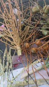 Beluluk Kelapa Kecil Tembuluk fresh Obat diabetes hijau dan kuning Alami per butir
