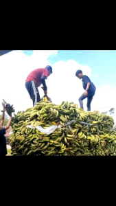 Pisang Tanduk Madu Asli Cianjur Selatan Siap Mateng 1kg