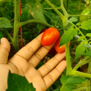 20 BUTIR BIJI | BENIH TANAMAN TOMAT CHERRY MERAH PANJANG