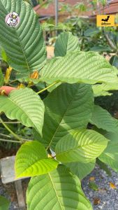 ขี้ค้างคาว ปุ๋ยค้างคาว ปุ๋ยออแกนิค 4.8 KG โตไวกว่าเดิม3เท่า