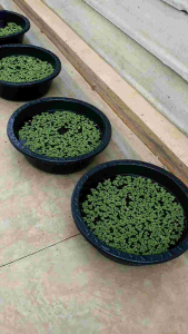 แหนแดง พันธุ์แหนแดง อะซอล่า ไมโครฟิลล่า (บรรจุ 250 กรัม) อาหารสัตว์☘️☘️