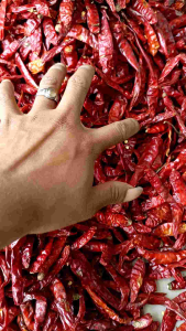 KEMASAN 1KG CABE TEJA KERING CABE INFOR TANPA TANGKAI SUPER PEDAS