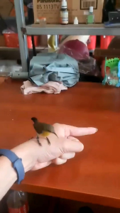 Xích chân chim hút mật  khuyên