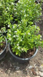 #ต้นหลิวขาว หลิวญี่ปุ่น ☁️ดอกสีขาว หายาก ไม้ทำรั้ว แต่งสวน #หลิวไต้หวัน (แดงม่วงเข้ม/ม่วง/ขาว) ส่งทั้งกระถาง 5.5 นิ้ว ดอกสวย (จัดส่ง1-2วัน) #หลิวม่วง #หลิวแดง ส่งทั้งกระถาง 5.5 นิ้ว (จัดส่ง1-2วัน) หลิวบางรุ่นพันธุ์ใบเล็กใบใหญ่ รบกวนสอบถามก่อนสั่งซื้อค่ะ +