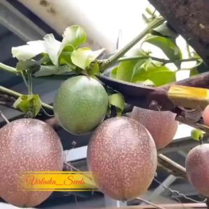 [Virladia Seeds] Biji Benih tanaman Markisa Ungu | Markisa Madu