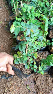 tanaman dolar rambat mini dolar rambat daun kecil merambat di tembok