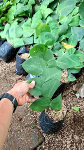 (BISA COD) tanaman merambat Dolar gede bisa merambat di tembok dollar gede COD bayar di tempat