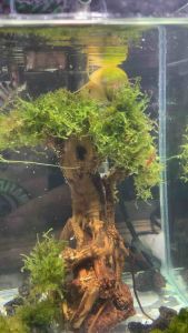 Aqua Live Plants minitree ( aquatanstic )