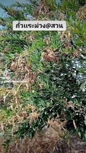 เมล็ดพันธุ์ถั่วแฮ ถั่วมะเเฮะ200 เมล็ด 39 บาท