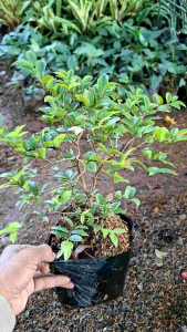 Bibit tanaman anggur brazil