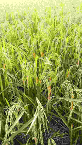 BENIH PADI MIKONGGA SUPER UNGGUL BERKUALITAS ORIGINAL 1KG