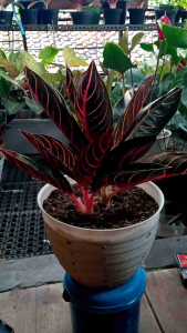 Redsumatra