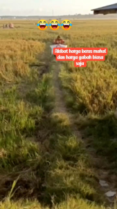 BENIH PADI RAJASA 01 TERBAIK UNGGULAN BERBOBOT TANAH KERING PER 1KG